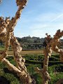 Boboli Gardens-33